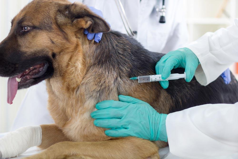 Vaccination